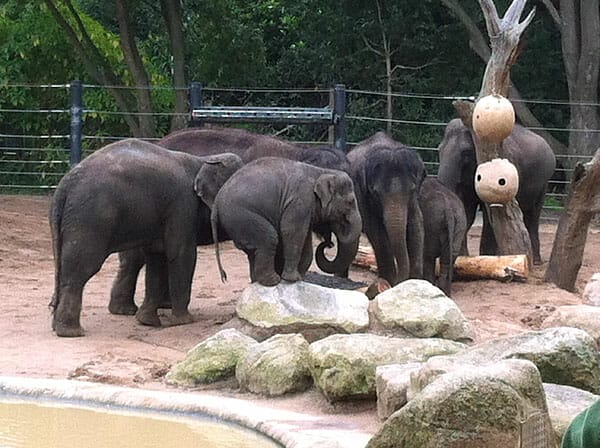 Mali the elephant and her family