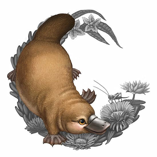 Illustration of a platypus for the Bush Babies II coin series