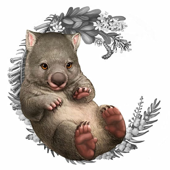 Illustration of a wombat for the Bush Babies II coin series