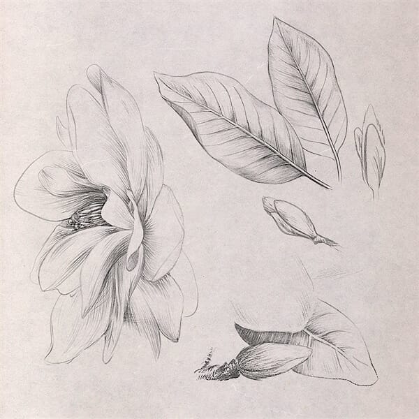 Magnolia sketches