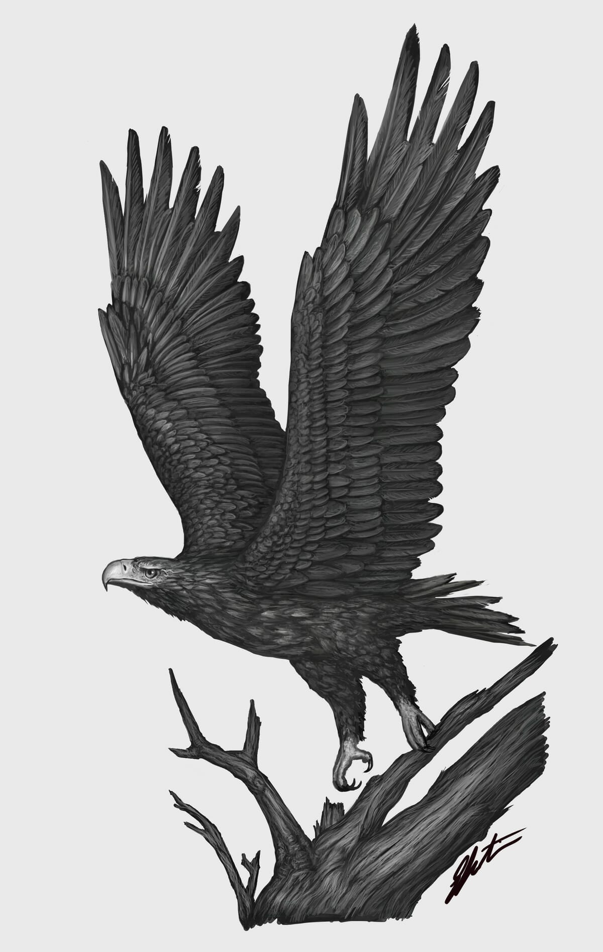 Wedge-tailed eagle illustration