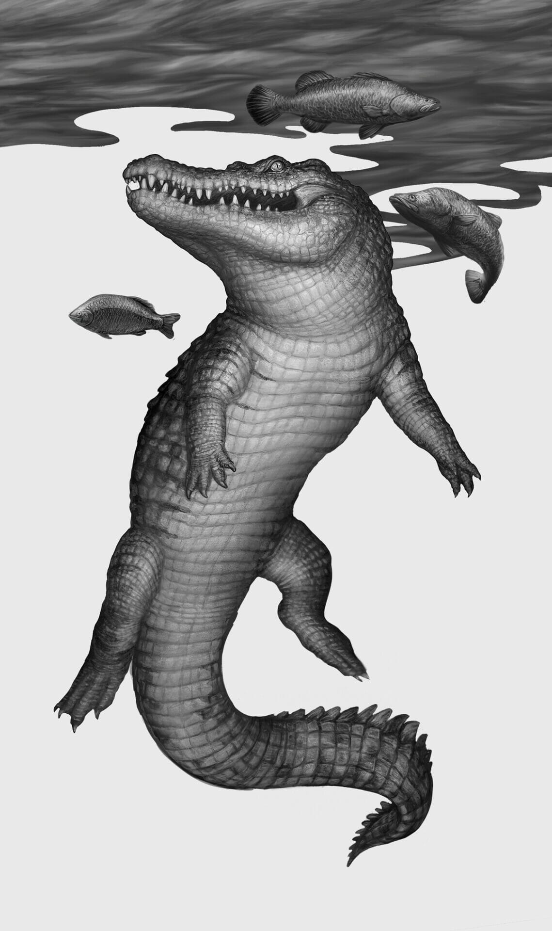 Saltwater crocodile illustration