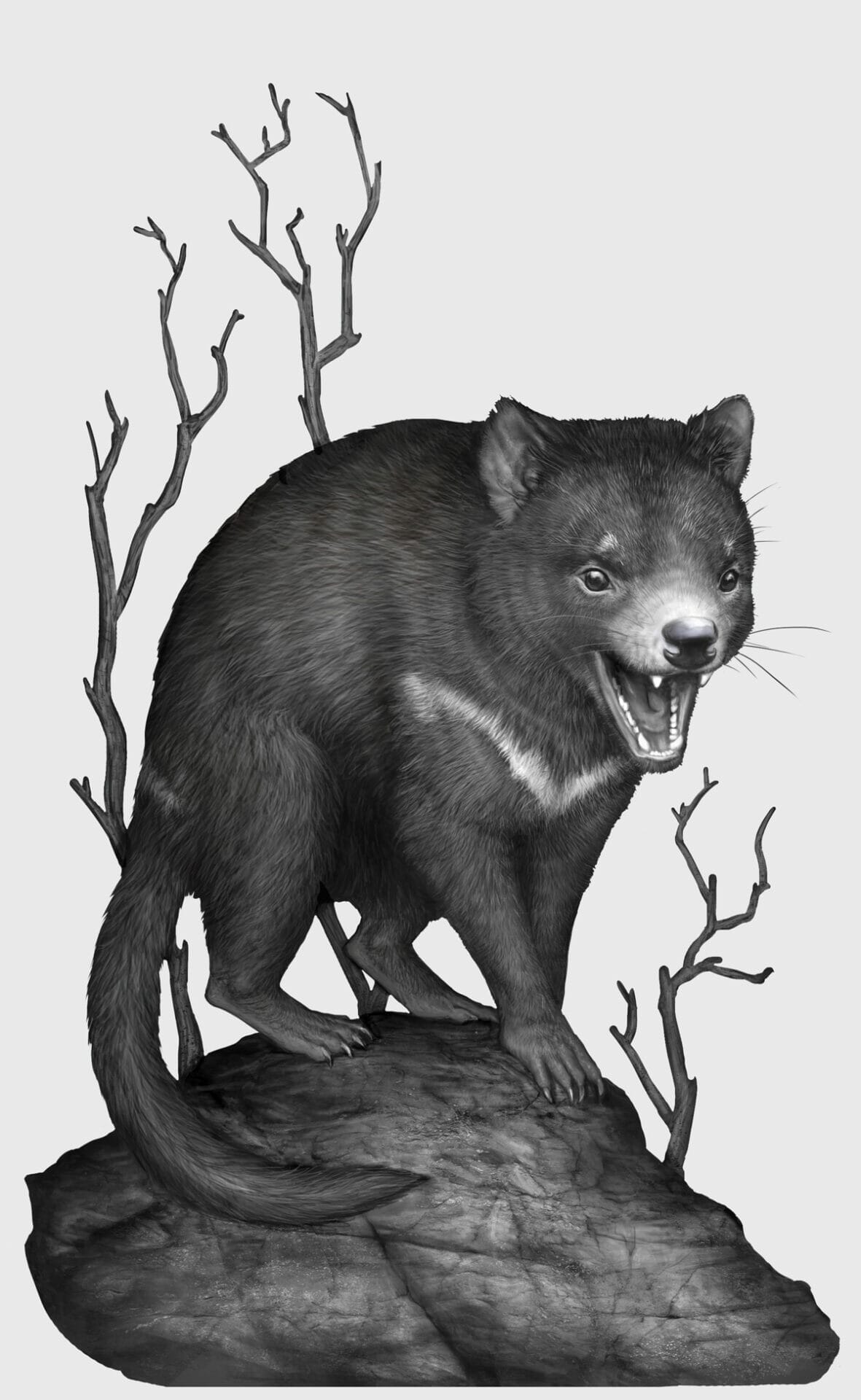 Tasmanian devil illustration